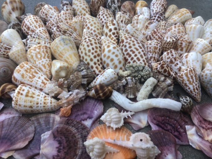 Marco Island: Shelling and Sightseeing Boat Cruise - Frequently Asked Questions