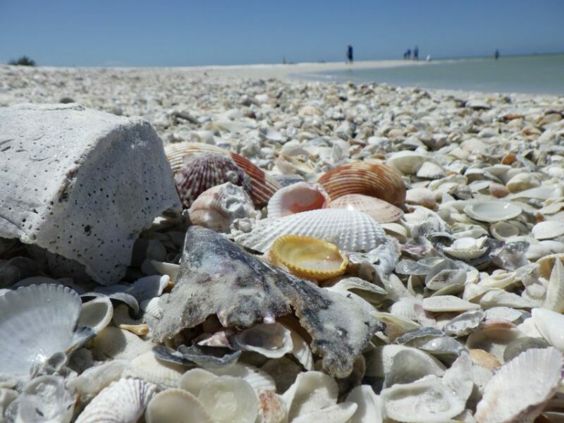 Marco Island: Ten Thousand Islands Shelling & Dolphin Tour - Practical Tips for Travelers