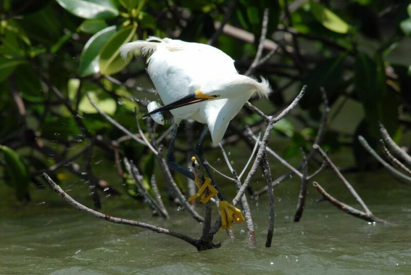 Marco Island: Ten Thousand Islands Shelling & Dolphin Tour - What Some Travelers Say