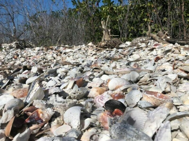 Marco Island: Ten Thousand Islands Shelling & Dolphin Tour - The Sum Up