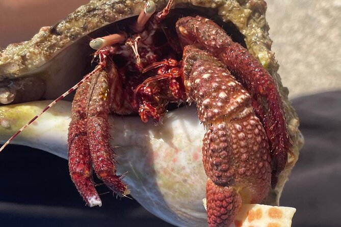 Marco Island Wildlife Sightseeing and Shelling Tour - Booking and Amenities