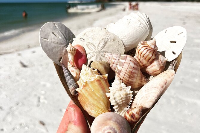 Marco Island Wildlife Sightseeing and Shelling Tour - Directions and Meeting Point