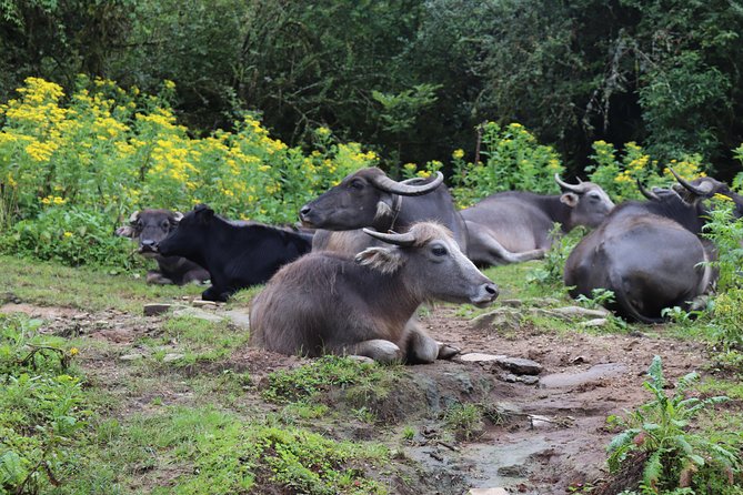 Mardi Himal Base Camp Trek (5 Days) - Trek Duration and Location