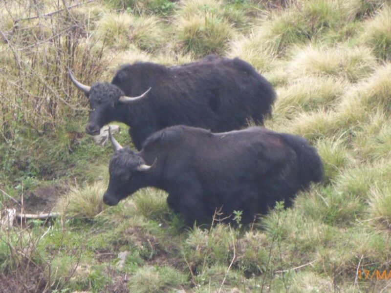 Mardi Himal Trek: Mardi Himal 5 Days Trek - Inclusions and Services