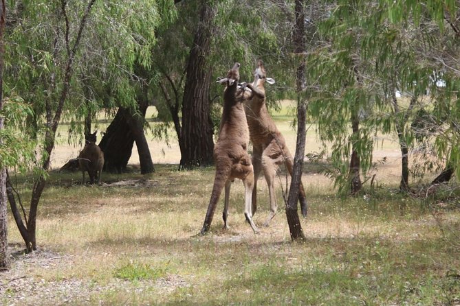 Margaret River Coastal and Wildlife Eco Trip From Busselton or Dunsborough - Savoring Local Flavors