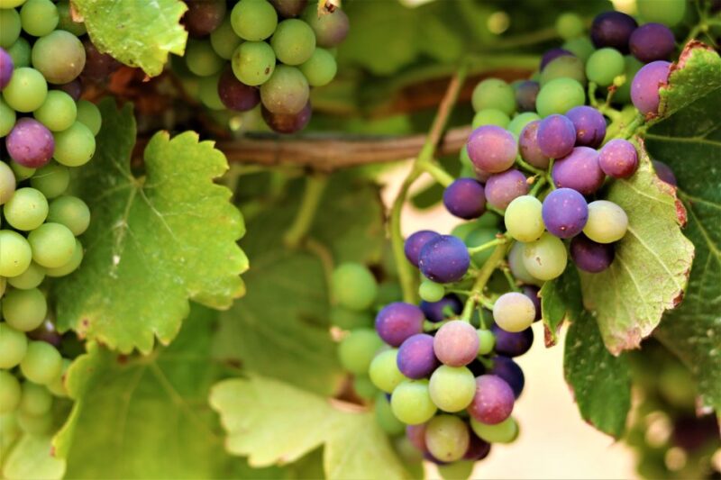 Margaret River: Customizable Guided Private Wine Tour - Personalized Transportation Included