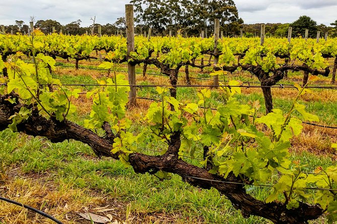 Margaret River Indulge and Discover Day Tour - Accessibility and Requirements