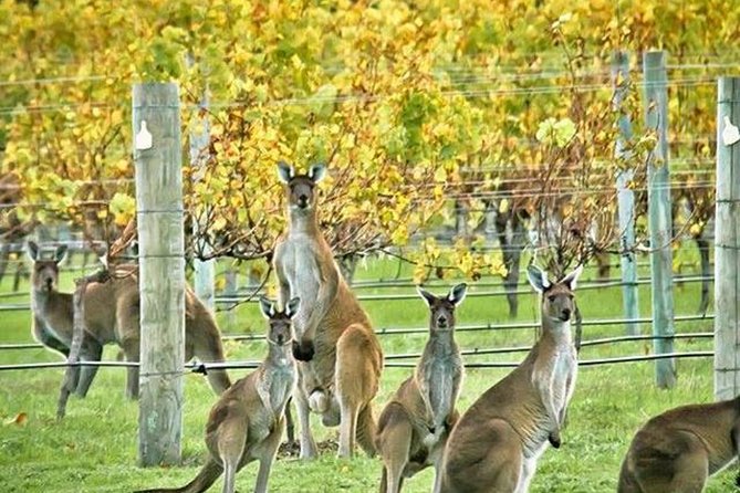 Margaret River Indulge and Discover Day Tour - Winery Visits and Lunch
