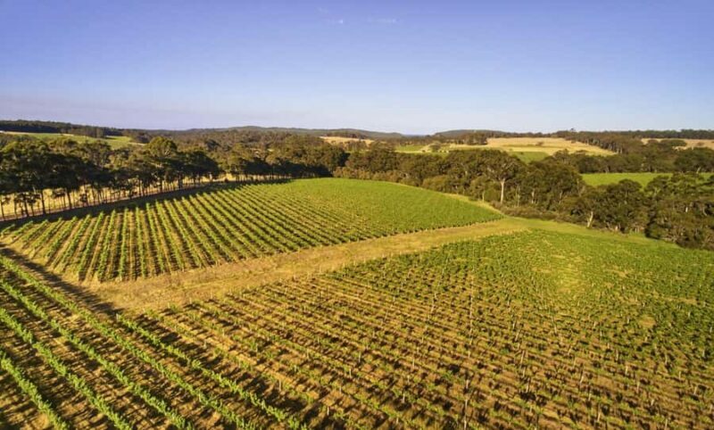 Margaret River: Leeuwin Estate Winery Art and Wine Tasting - What to Expect: A Well-Balanced Experience