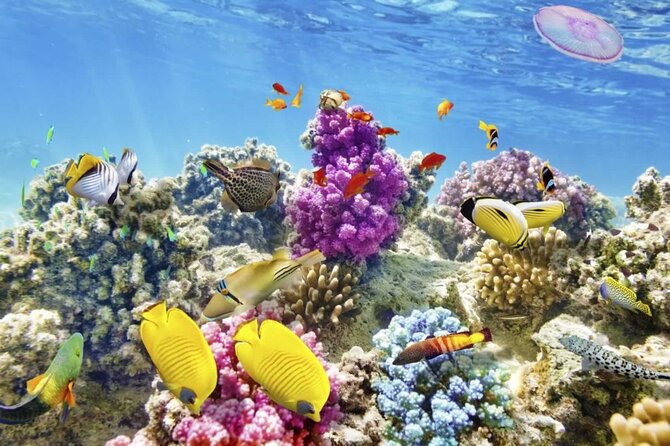 Margaritaville/Jeski Tour or Snorkeling in Montego Bay - Inclusions and Pickup