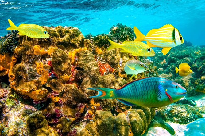 Margaritaville/Jeski Tour or Snorkeling in Montego Bay - Frequently Asked Questions