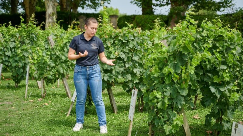 Margaux - Guided Tour of the Château and Tasting of 4 Wines - Visiting the Vat Room and Barrel Cellar