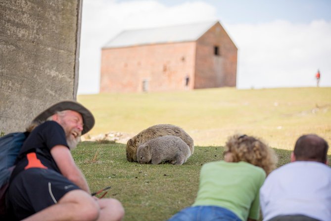 Maria Island Active Day Tour From Hobart - Tour Experience and Wildlife