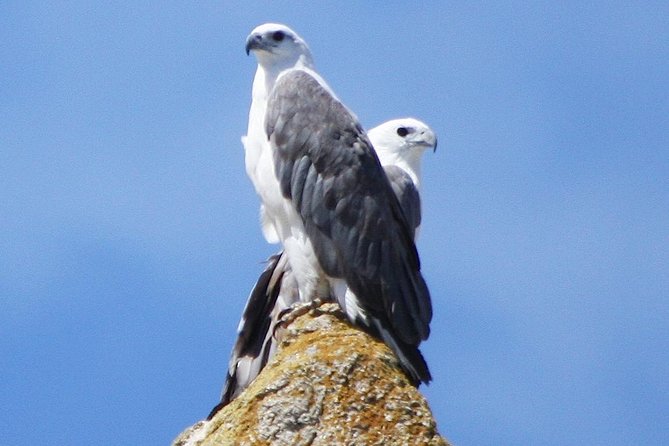 Maria Island Cruise and Guided Walk Day Tour With Lunch and Drinks - Sights and Wildlife