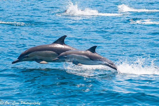 Maria Island Cruise and Guided Walk Day Tour With Lunch and Drinks - Meeting and Pickup