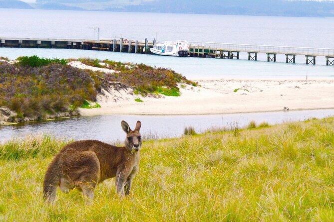 Maria Island Ferry Connection (Hobart to Triabunna Round Trip) - Confirmation and Cancellation Policy