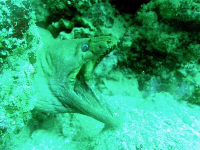 Marietas Island Snorkeling From Sayulita and Punta De Mita - Frequently Asked Questions
