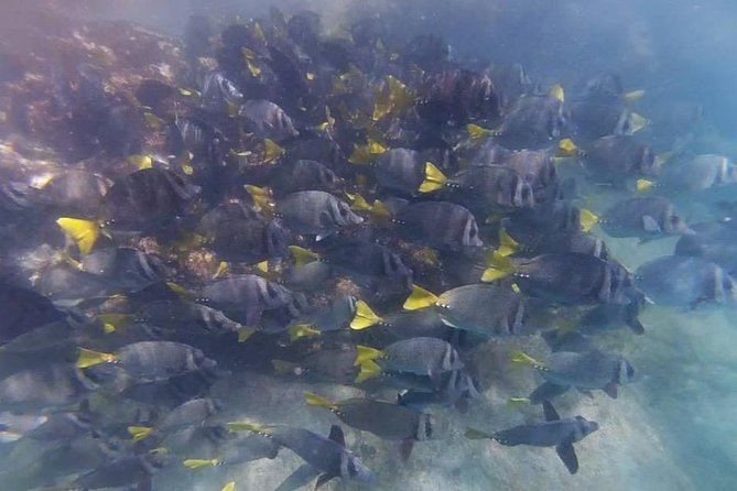 Marietas Islands Eco Discovery Snorkeling Adventure - Location and Duration
