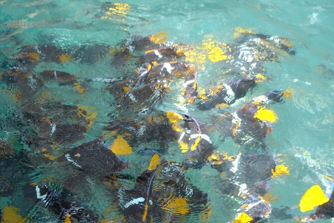 Marietas Islands Eco Discovery Snorkeling Adventure - Highlights of the Experience