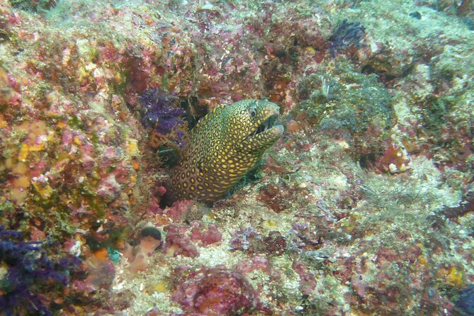Marietas Islands National Park Excursion for Certified Divers - Guest Reviews and Ratings
