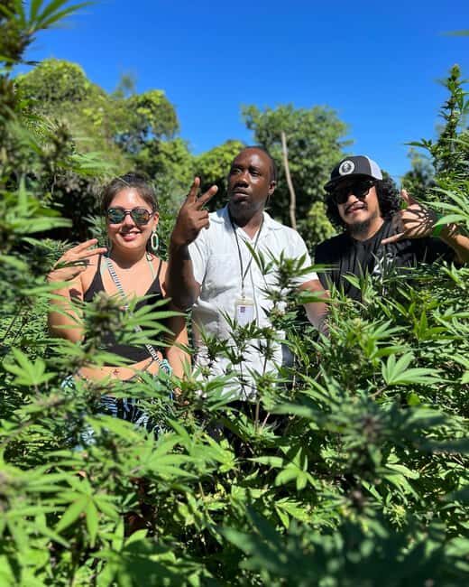 Marijuana Farm, Bamboo Rafting and Doctors Cave Beach Tour - A Thorough Breakdown: What to Expect