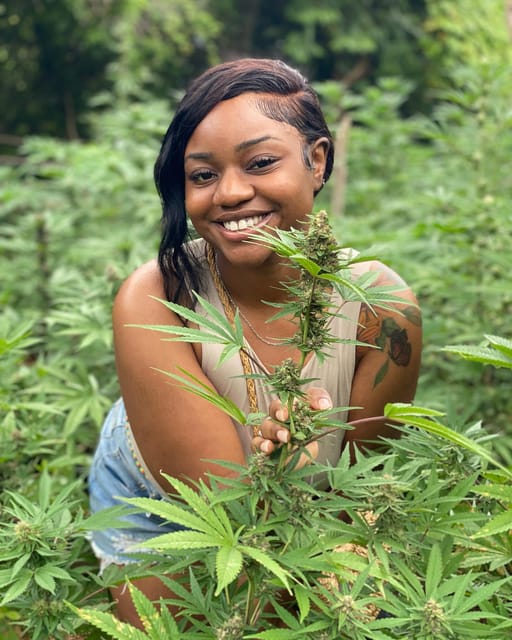 Marijuana Farm Tour - Journey From Seeding to Harvest