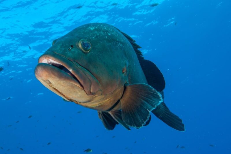 MARINA DI CAMPO: DIVING ON THE ISLAND OF ELBA AND PIANOSA - Key Points