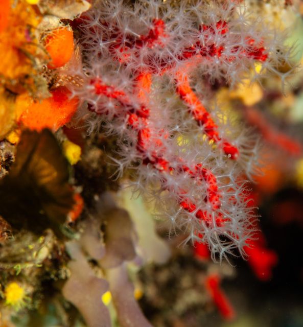 MARINA DI CAMPO: DIVING ON THE ISLAND OF ELBA AND PIANOSA - Inclusions and Requirements
