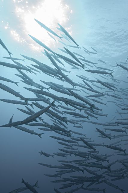 MARINA DI CAMPO: DIVING ON THE ISLAND OF ELBA AND PIANOSA - Exploring Elba Islands Diving Spots