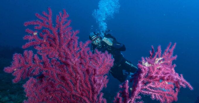 MARINA DI CAMPO: DIVING ON THE ISLAND OF ELBA AND PIANOSA - Certified Divers and Dive Trips
