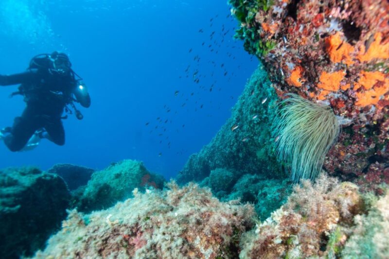 MARINA DI CAMPO: DIVING ON THE ISLAND OF ELBA AND PIANOSA - Key Points