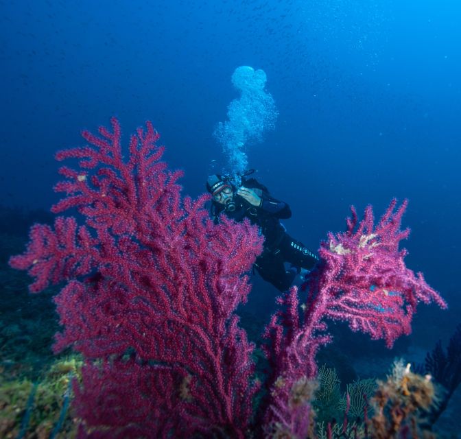 MARINA DI CAMPO: DIVING ON THE ISLAND OF ELBA AND PIANOSA - Diving Details