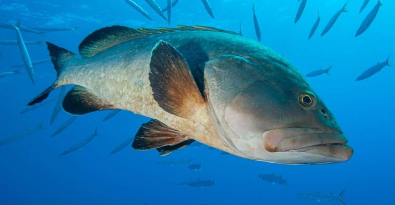 MARINA DI CAMPO: DIVING ON THE ISLAND OF ELBA AND PIANOSA - Diving Logistics