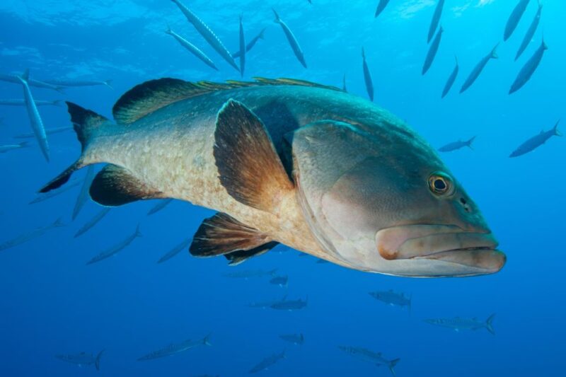 MARINA DI CAMPO: DIVING ON THE ISLAND OF ELBA AND PIANOSA - Language and Clientele