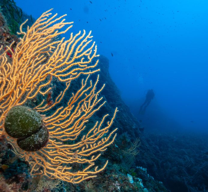 MARINA DI CAMPO: DIVING ON THE ISLAND OF ELBA AND PIANOSA - Meeting Point and Amenities