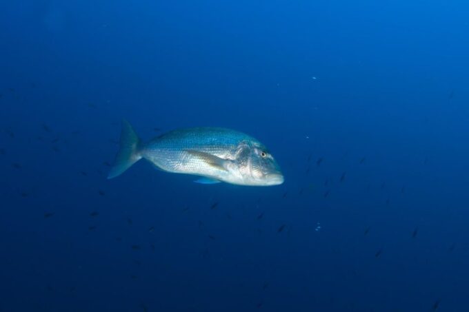 MARINA DI CAMPO: DIVING ON THE ISLAND OF ELBA AND PIANOSA - Reservation and Cancellation Policy