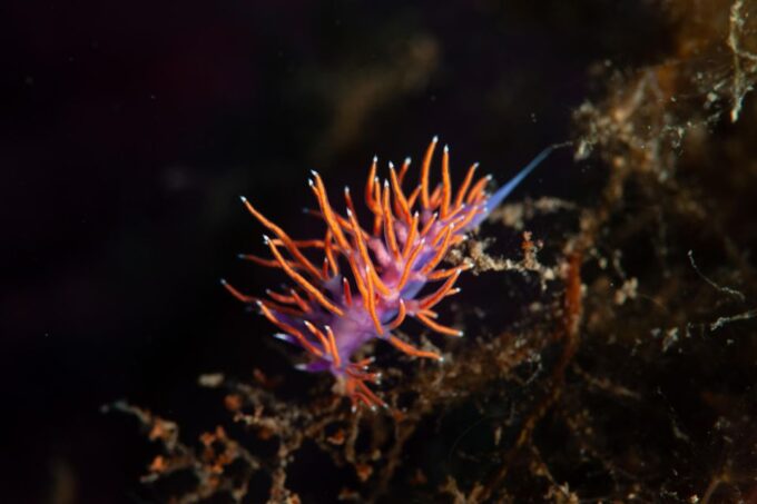 MARINA DI CAMPO: DIVING ON THE ISLAND OF ELBA AND PIANOSA - Recommendations for Guests