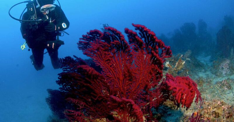 MARINA DI CAMPO: DIVING ON THE ISLAND OF ELBA AND PIANOSA - Key Points