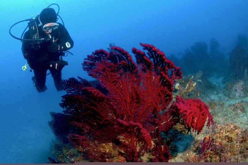 MARINA DI CAMPO: DIVING ON THE ISLAND OF ELBA AND PIANOSA - Itinerary and Schedule