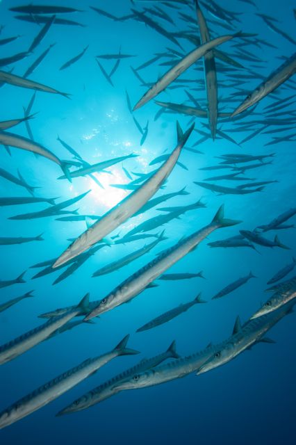 MARINA DI CAMPO: DIVING ON THE ISLAND OF ELBA AND PIANOSA - Exploring Underwater Scenery
