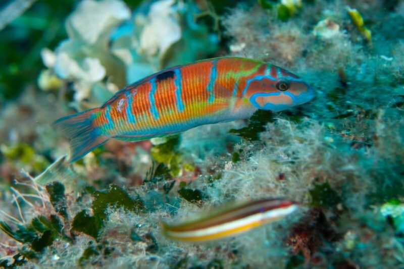 MARINA DI CAMPO: DIVING ON THE ISLAND OF ELBA AND PIANOSA - Experience Details
