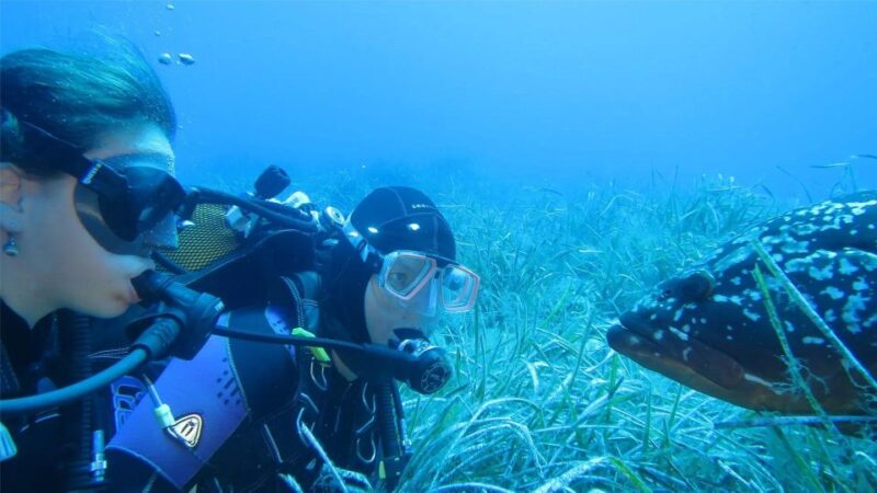 MARINA DI CAMPO: DIVING ON THE ISLAND OF ELBA AND PIANOSA - Try Dive Structure