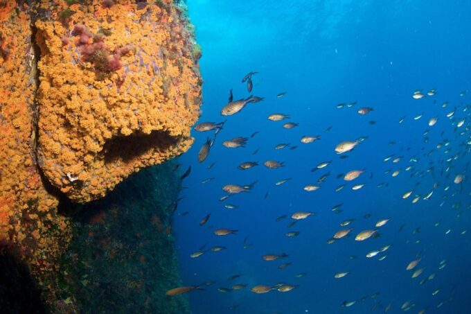 MARINA DI CAMPO: DIVING ON THE ISLAND OF ELBA AND PIANOSA - Dive Destinations