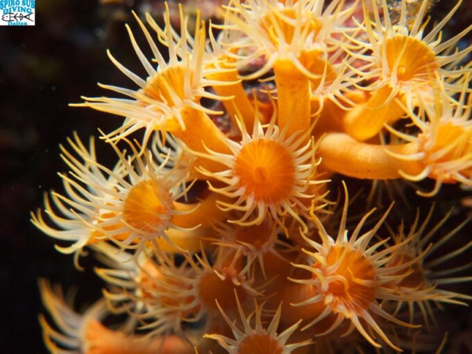 MARINA DI CAMPO: DIVING ON THE ISLAND OF ELBA AND PIANOSA - Safety Precautions