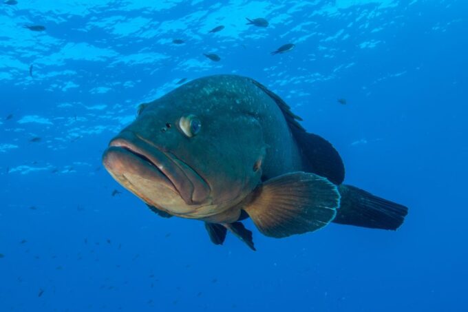 MARINA DI CAMPO: DIVING ON THE ISLAND OF ELBA AND PIANOSA - Frequently Asked Questions