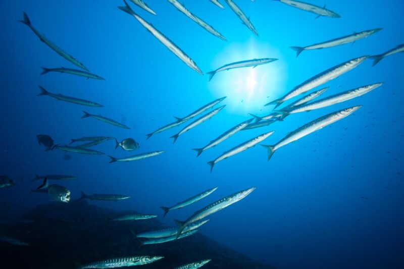 MARINA DI CAMPO: DIVING ON THE ISLAND OF ELBA AND PIANOSA - Diving Experience and Itinerary