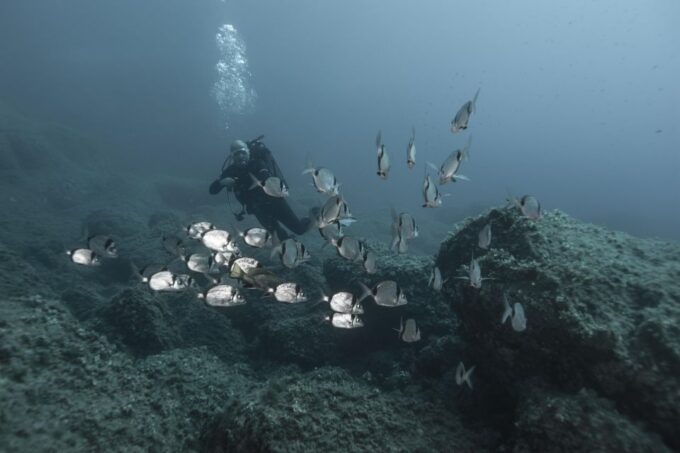 MARINA DI CAMPO: DIVING ON THE ISLAND OF ELBA AND PIANOSA - Exploring the Wonders of Elba and Pianosa