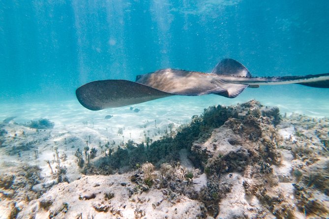 Marinarium Snorkeling Cruise From Bayahibe - Pickup and Transportation