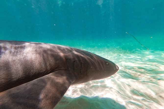 Marinarium Snorkeling Cruise From Punta Cana - Pricing and Cancellation