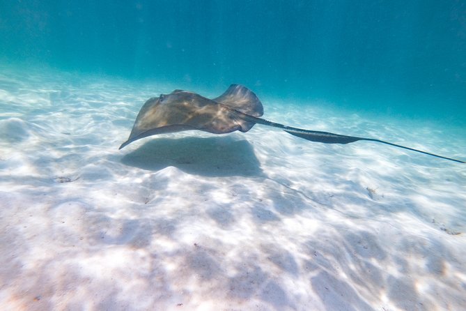 Marinarium Snorkeling Cruise From Punta Cana - Tour Highlights